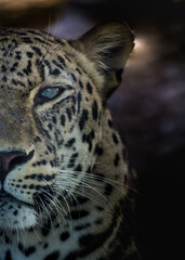 Fototapeta na wymiar Leopard portrait animal close-up