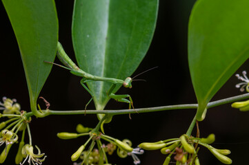 praying mantis nymph on a vine