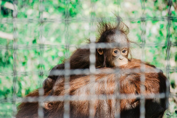 Baby orangutan zoo look eyes