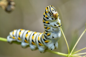 swallowtail caterpillar eating closeup - obrazy, fototapety, plakaty