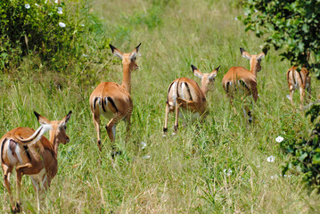 group of impala running away 