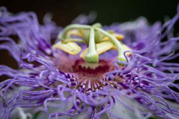 macro of a maypop flower