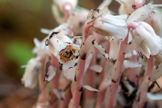 ghost pipes flowers closeup