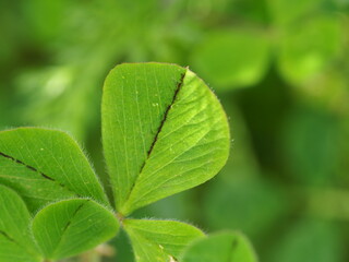 Crimson Clover (Trifolium incarnatum)