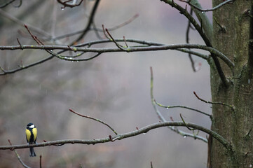 Great tit (Parus major)