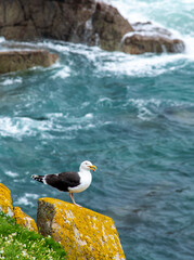 Black seagull at Saltee Islands, Ireland, with blurred background and copy space.