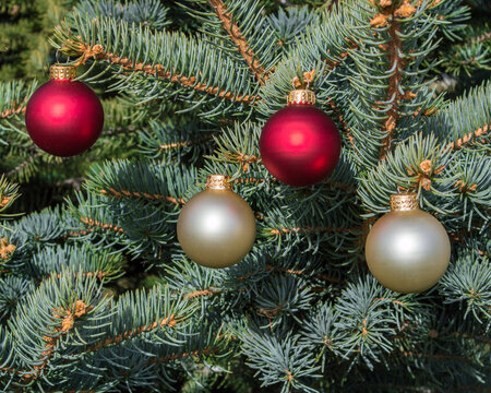 four red and white satin Christmas ornaments hanging on the branches of a pine tree with copy space