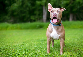 A happy Pit Bull Terrier mixed breed dog with one upright ear and one floppy ear, wearing a blue collar