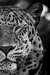 Leopard portrait animal close-up