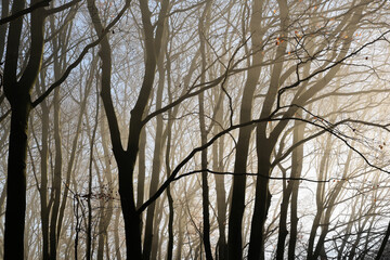 Tree trunks and bare branches as silhouettes in hazy morning light in a beech forest, abstract nature background