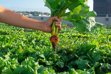 Closeup of a hand freshly picking turnip with root