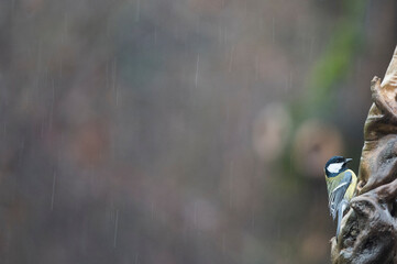 Great tit (Parus major), Italy.