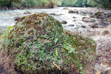 Large stone covered with moss and vegetation in a mountain river