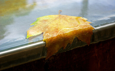 Close-up of a fallen leaf in autumn, on a wet metal surface.