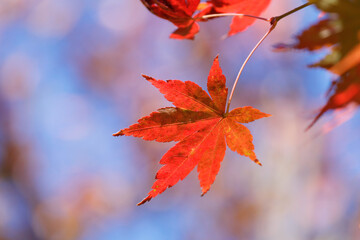 青空を背景に真っ赤に色づいたモミジの葉