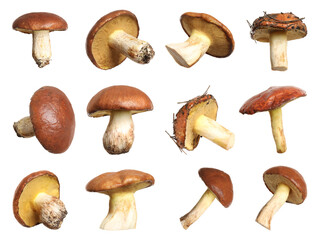 Set of fresh slippery jack mushrooms on white background