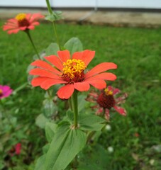 red and yellow flowers