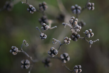 Seeds of rue (Ruta graveolens)with small rime ice crystals, wabi sabi nature concept, close up shot...