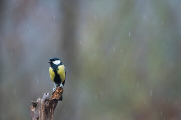 Naklejka premium Great tit (Parus major), Italy.