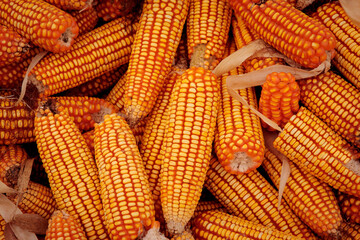 Fototapeta na wymiar corn stock for produce livestock ingredient