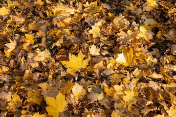 yellow leaves fallen to the ground in the autumn season