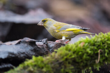 European greenfinch (Chloris chloris) in the italian apennines, Italy.