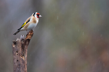 European goldfinch (Carduelis carduelis), Italy.