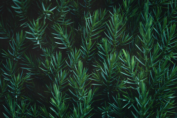 Naklejka na ściany i meble Juniper hedge texture in dark green tones, close up