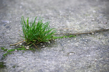 Power of nature, a tuft of grass is growing in a crack in the concrete, copy space