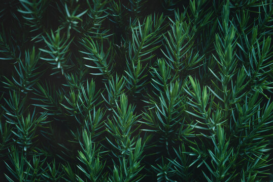 Juniper hedge texture in dark green tones, close up