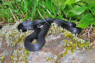 黒化型のシマヘビ（北海道・知床）
