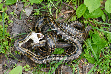 シマヘビの共食い（北海道・知床）
