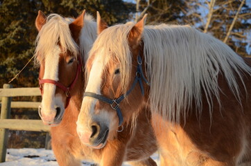 Two brown horse twins looking into the sun
