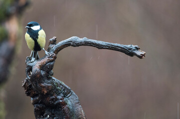 Great tit (Parus major) in winter in the apennines, Italy
