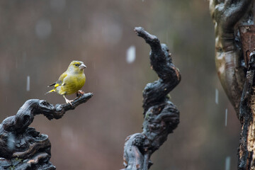 European greenfinch (Chloris chloris) in the italian apennines, Italy.