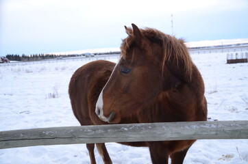 Dark brown horse looking behind it