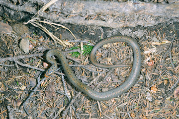 ジムグリの幼蛇（北海道・大雪山）
