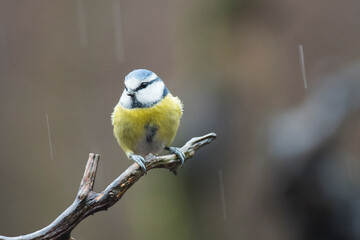 Eurasian blue tit (Cyanistes caeruleus) in winter, Italy.