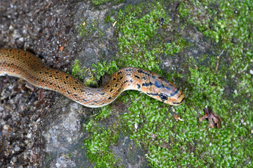 ジムグリの幼蛇の頭部（北海道・大雪山）
