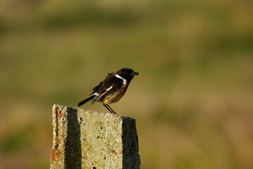 Bird perched on a stone on a sunny day, eating an insect.