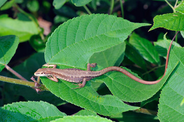 葉の上に乗ったニホンカナヘビ（岡山県・新見市）

