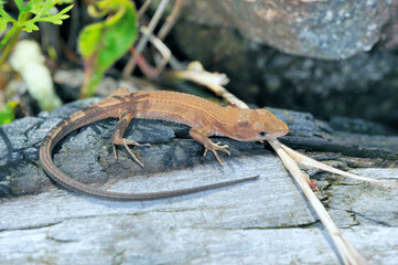 ニホンカナヘビの幼体（北海道・知床）
