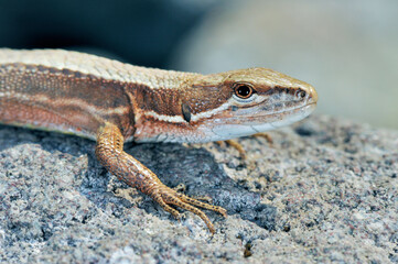ニホンカナヘビの頭部（北海道・知床）
