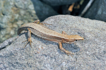 ニホンカナヘビの成体（北海道・知床）

