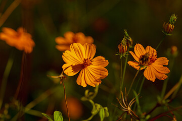 FLORES COLORES BARIADOS