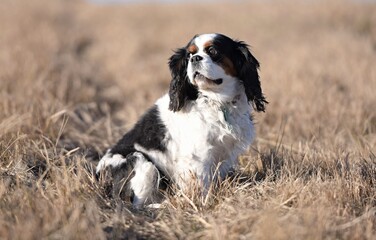 cavalier king charles spaniel in grass