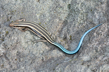 ニホントカゲの若い個体（北海道・知床）
