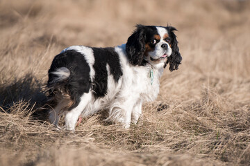 dog in grass