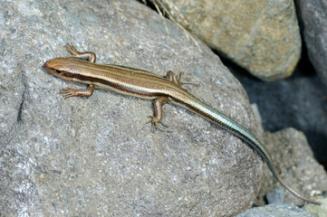 ニホントカゲの成体（北海道・知床）
