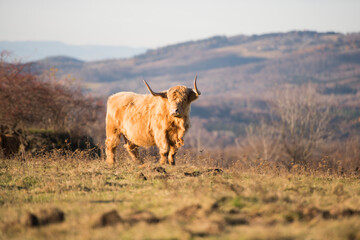 Beautiful horned Highland Cattle